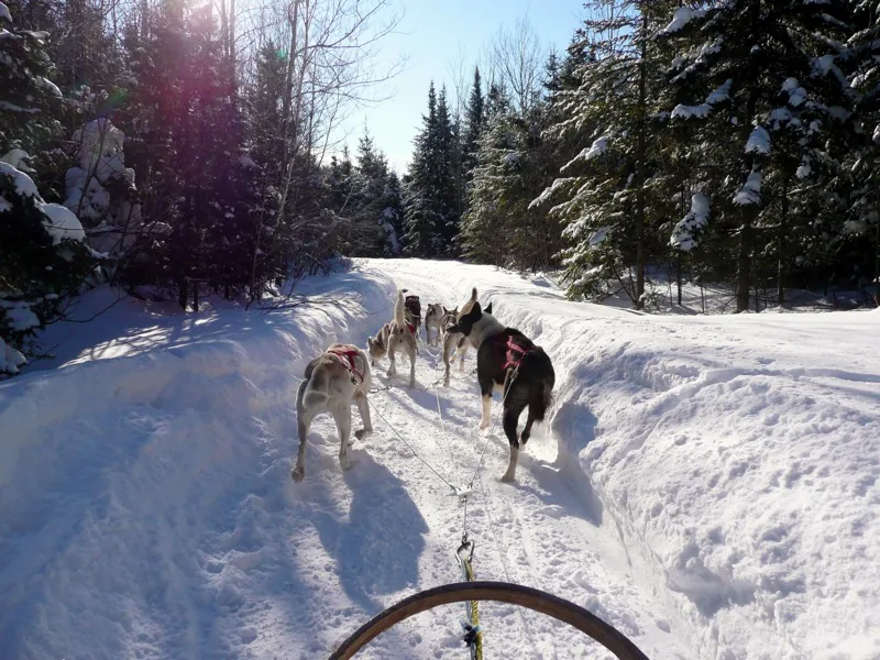 Die Schlittenhunde der Ebene von Weissenfels, Tarvisio (2)