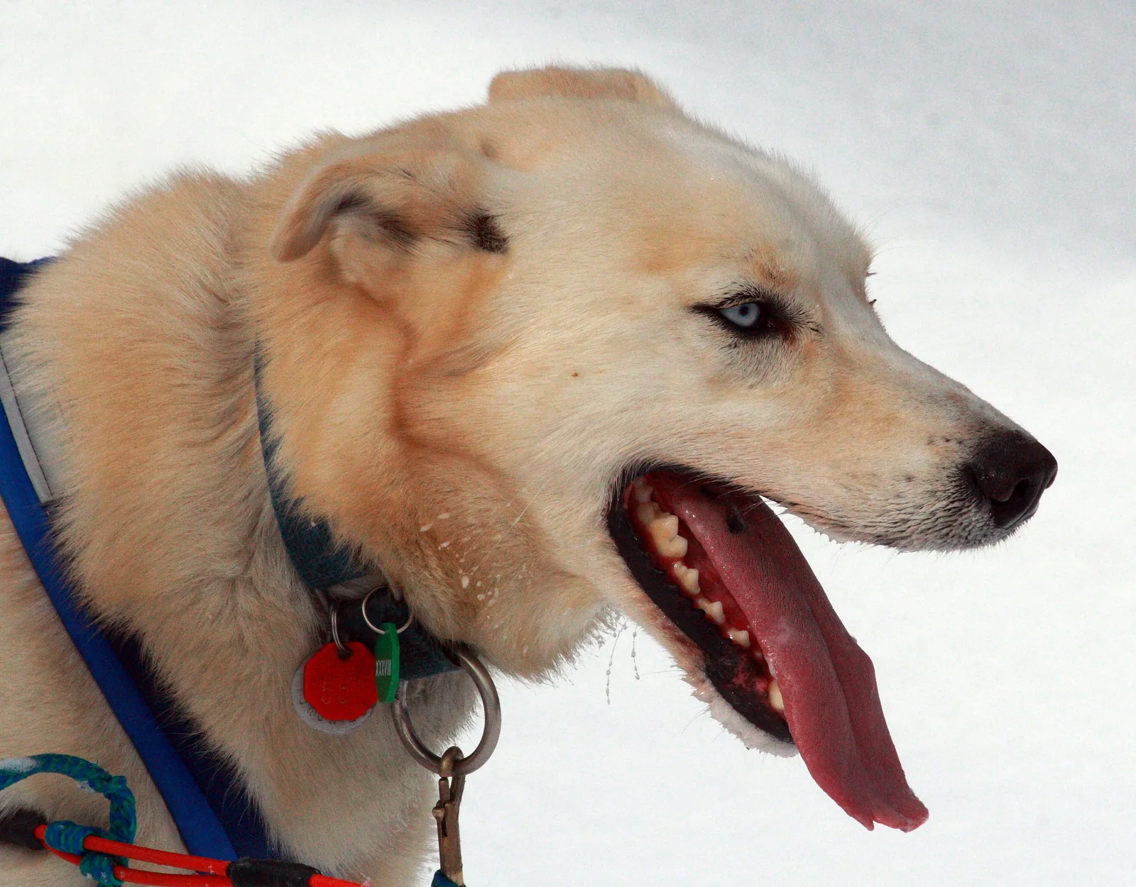 Die Schlittenhunde der Ebene von Weissenfels, Tarvisio (4)